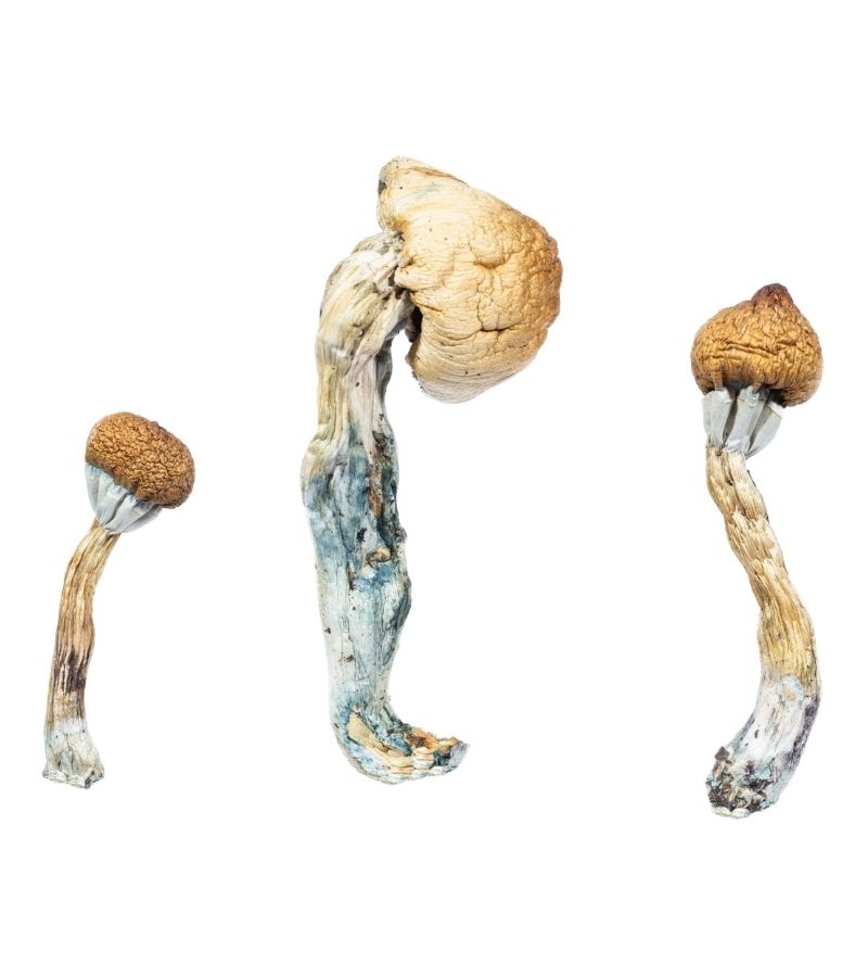 Penis Envy Magic Mushrooms - Magic Mushrooms Canada