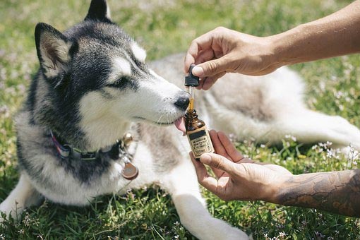 CBD Oil for Dogs Canada | CBD Oil Direct