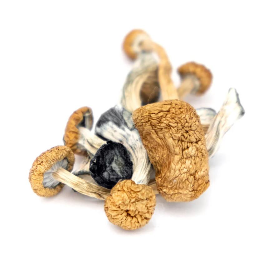 B+ Cubensis Magic Mushrooms - Magic Mushrooms Canada