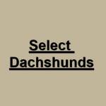 selectdachshunds