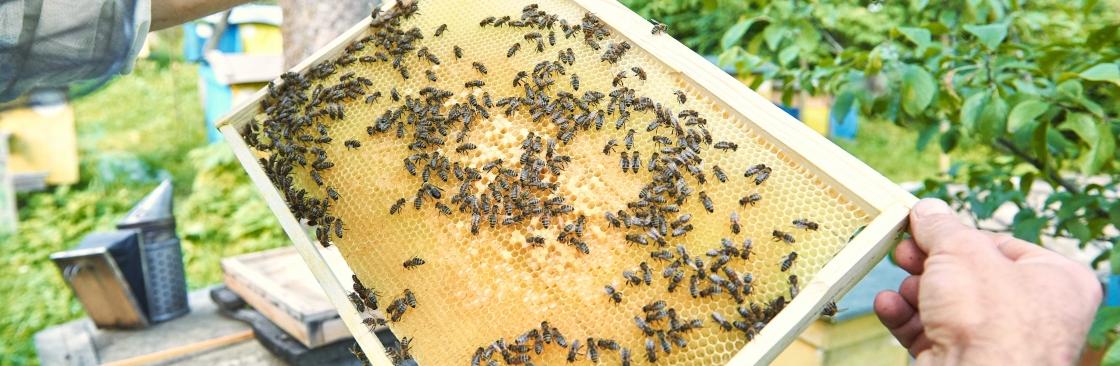 Wasp Management Cover Image