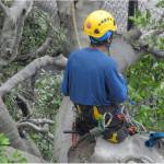 Wausau Tree Service Pros