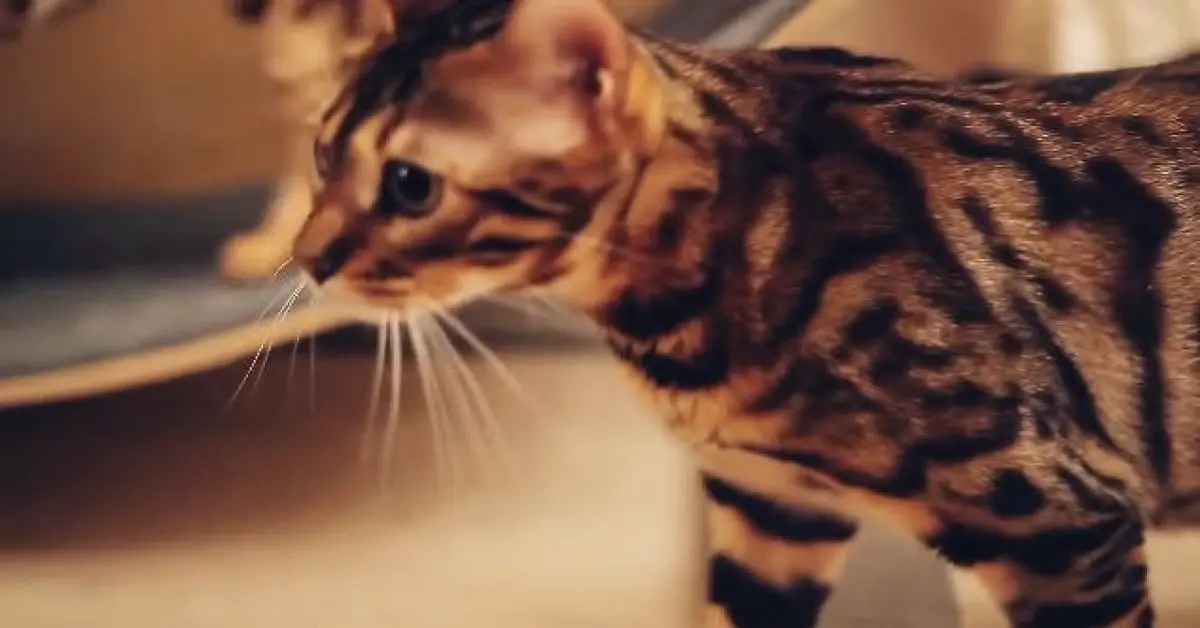 Why Bengal Cats Are So Expensive? (Explained)