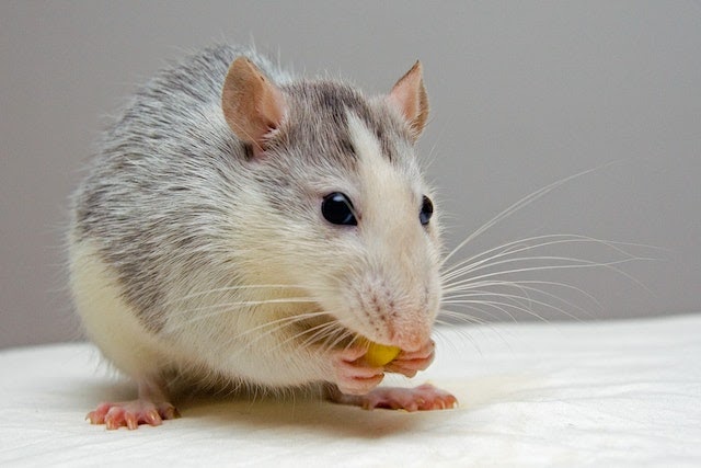 Rodent Removal Services in Melbourne: Keeping Your Home Rat-Free
