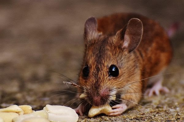 Rat Removal Melbourne: Keeping Your Home Rodent-Free