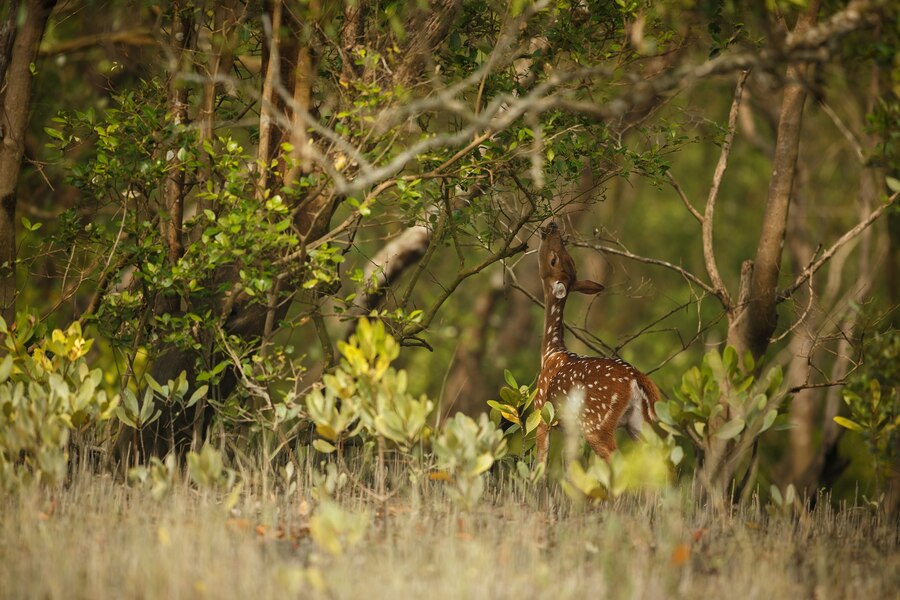 Explore Sundarba with our Sundarban one day tour package