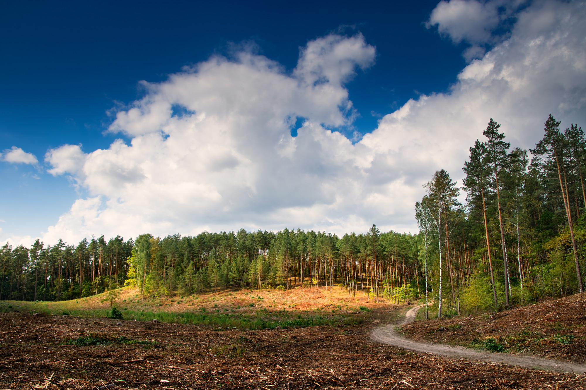 Reasons for Employing Land Clearing Services - Havily