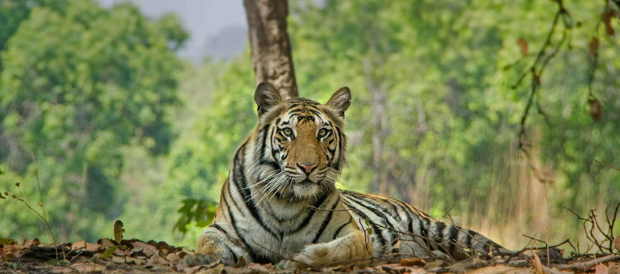 Discover Kanha National Park Resort from Tiger Safari Bandhavgarh