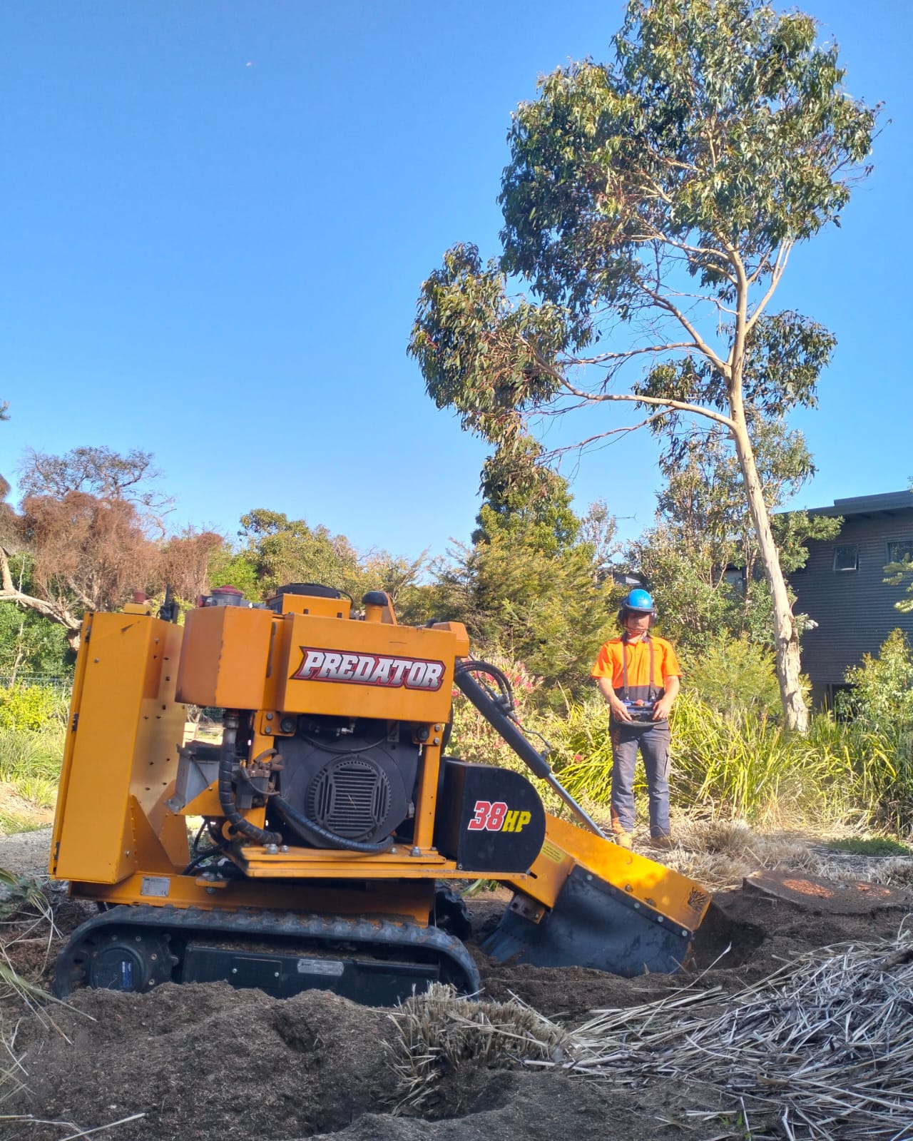 Expert Yucca Stump Removal & Grinding In Geelong
