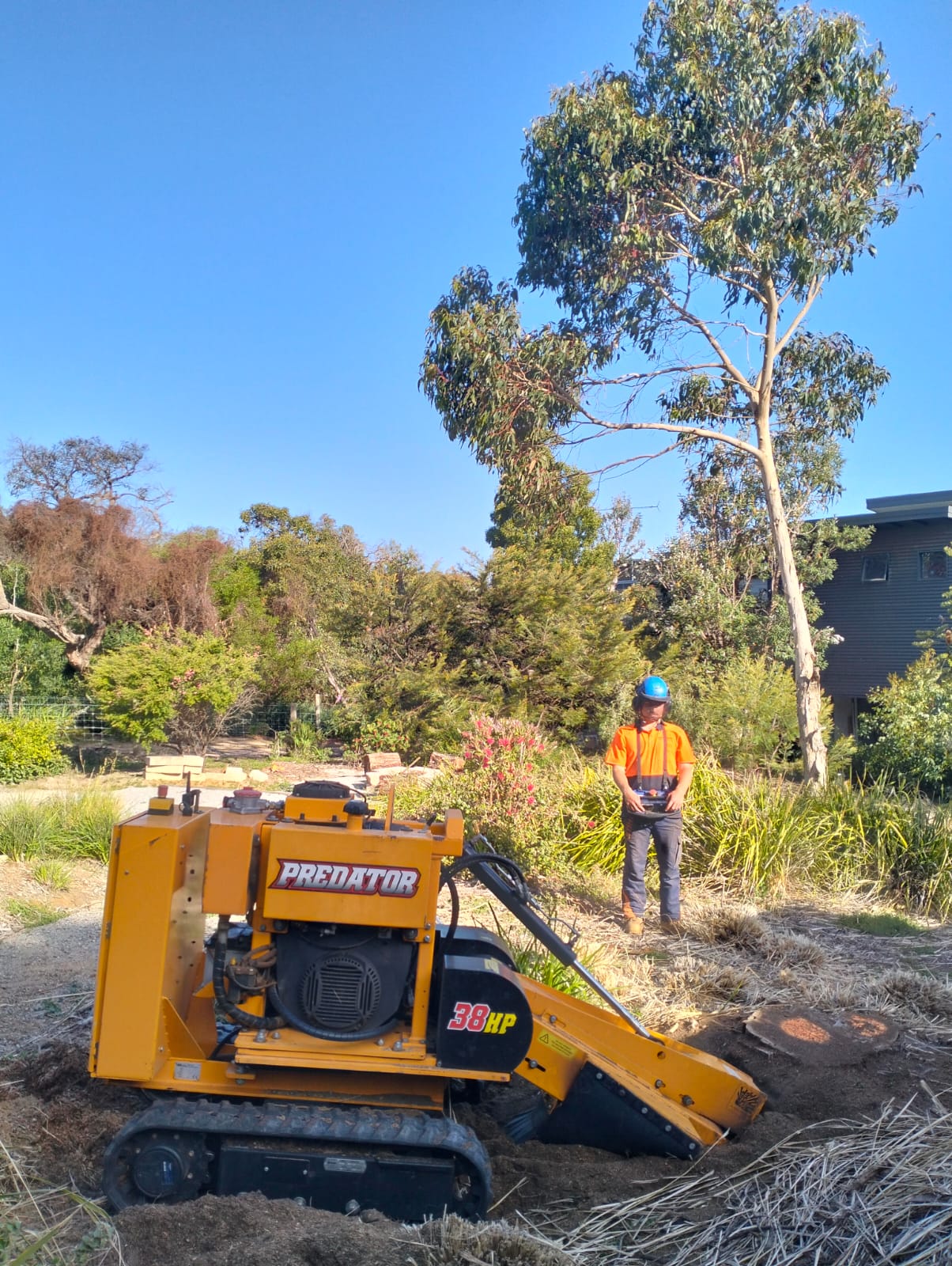 Effortless Tree Stump Removal in Geelong!