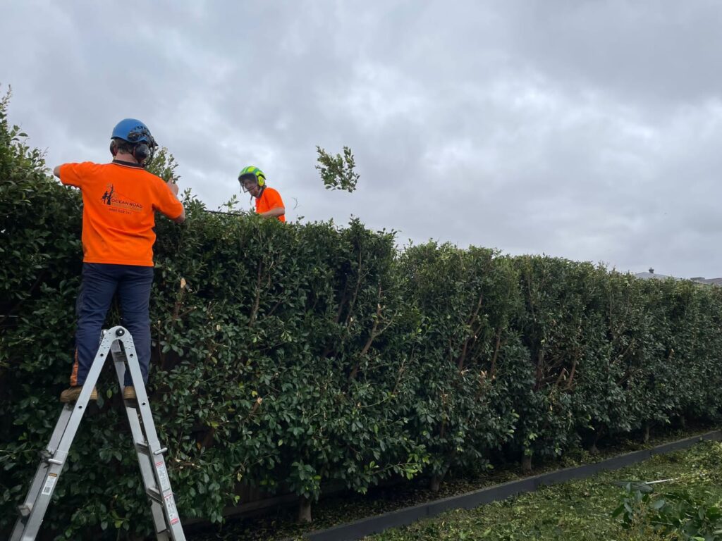 "Ocean Road Tree Services: Your Hedge Trimming Specialists"
