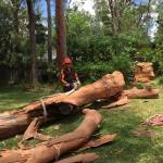 North Shore Tree Loppers