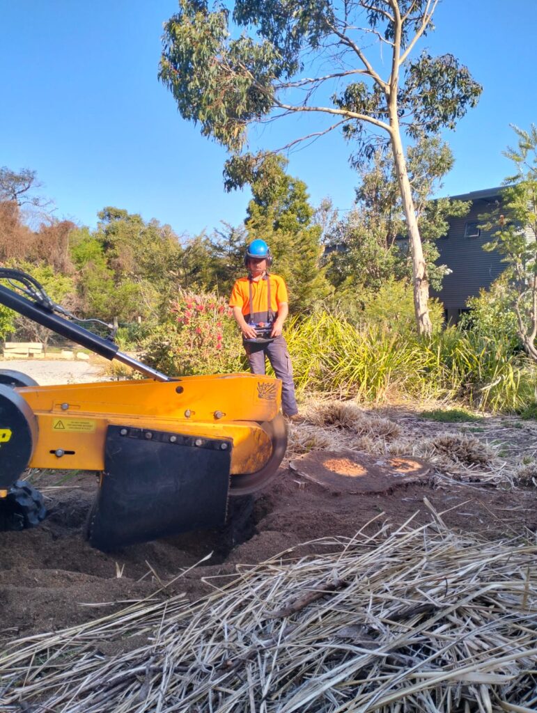 Effective Stump Poisoning Services in Anglesea | Ocean Road Tree Services