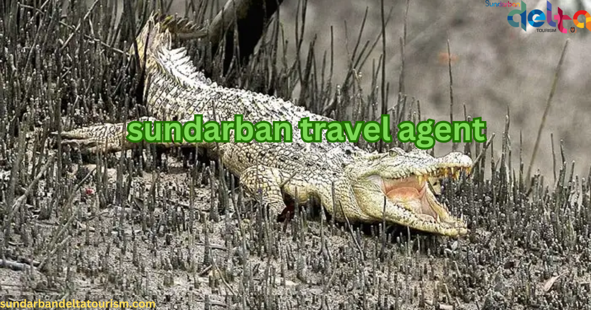 Why Choosing the Right Sundarban Travel Agent Matters: A Guide by SundarbanDeltaTourism | by Sundarban Delta Tourism | Aug, 2024 | Medium