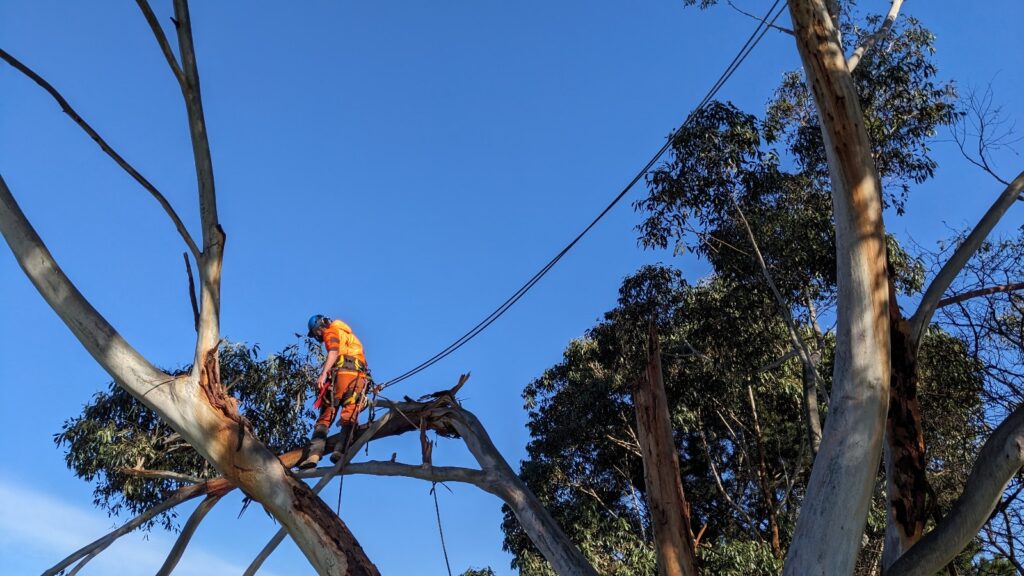 Urgent Tree Removal Services in Anglesea - Ocean Road Tree Services