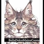 belladolcemainecoons