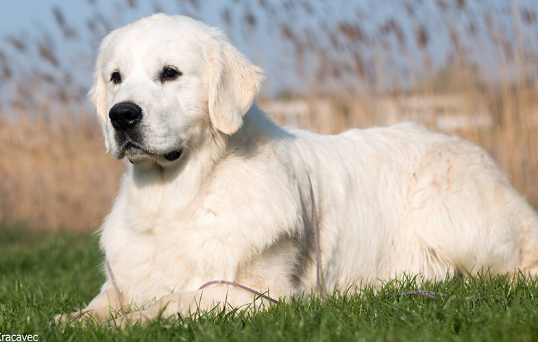 #1Indiana golden retriever breeder| White golden retriever puppies in Indiana