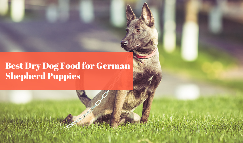 Choosing the best dry dog food for German Shepherd puppies