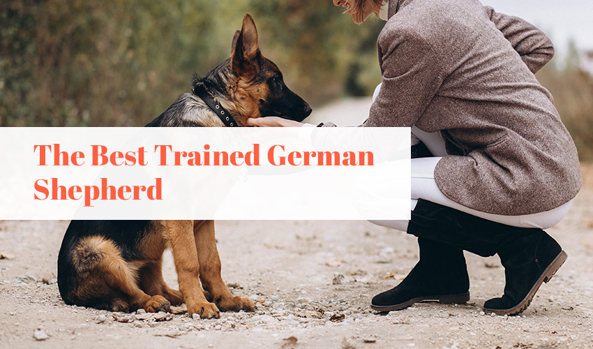 The Best Trained German Shepherd: Characteristics, Training Techniques