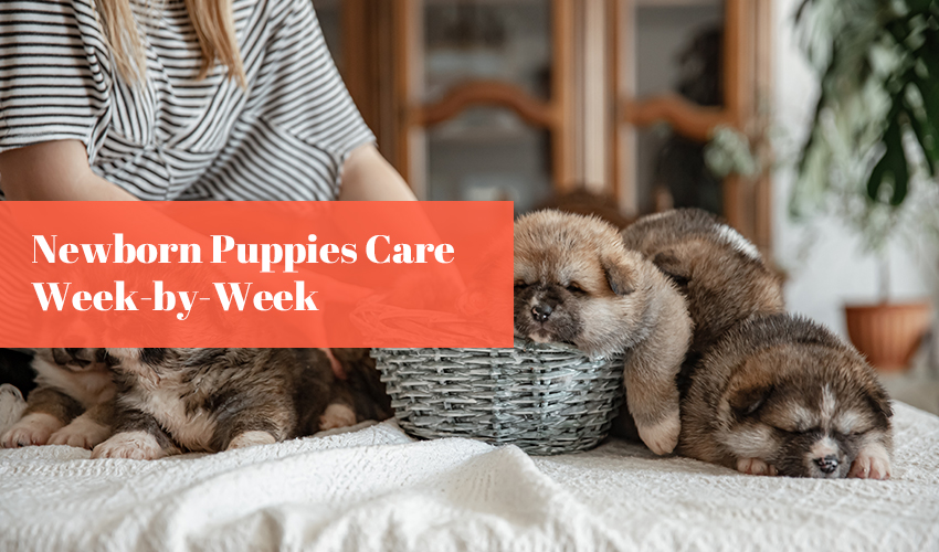 Newborn Puppies Care Week-by-Week Guide