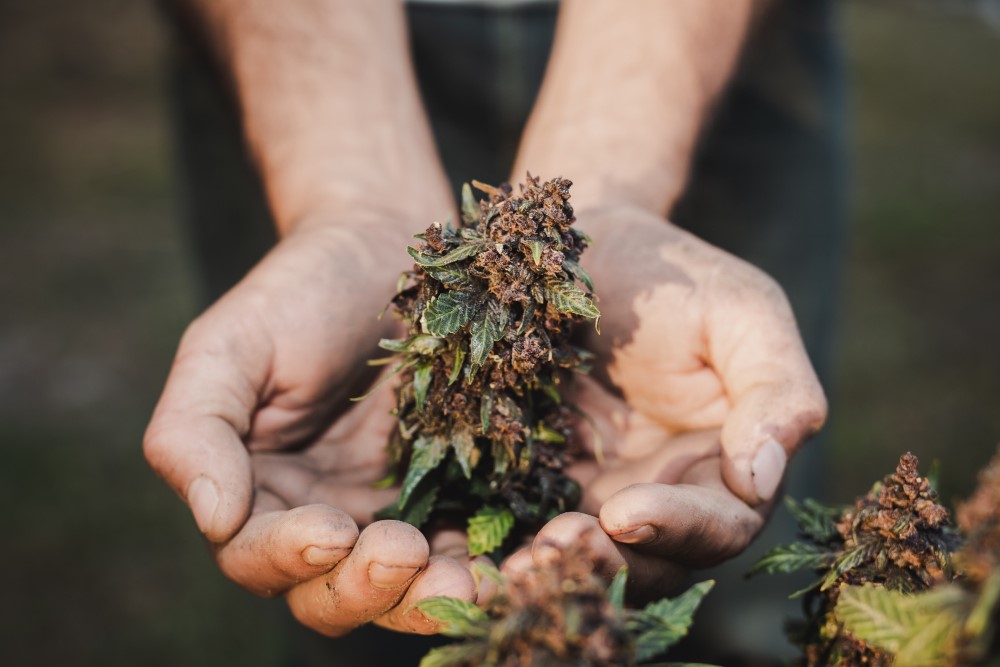 The Best Weed Strains for Pain - Picking the Right Choice!