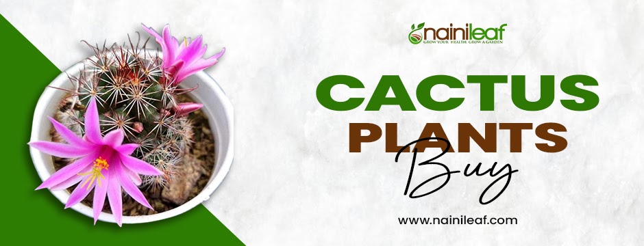 Discover the Charm of Cactus Plants: Buy Yours at Nainileaf