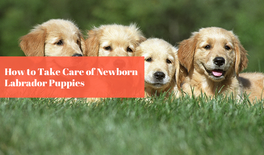 How to Take Care of Newborn Labrador Puppies: A Comprehensive Guide