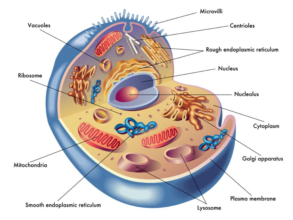 A Level Biology Revision Courses | A Level Biology Tutor