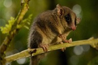 Possum Removal Box Hill, Possum Pest Control Box Hill