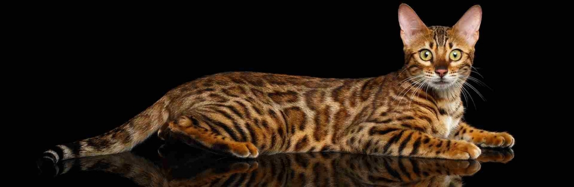 The Bengal Cats Cover Image