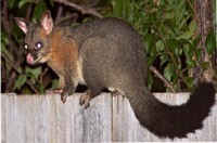 Possum Removal Hawthorn, Possum Pest Control Hawthorn