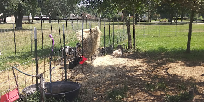 10 Ways to Enjoy Choosing Farms in Houston, Texas