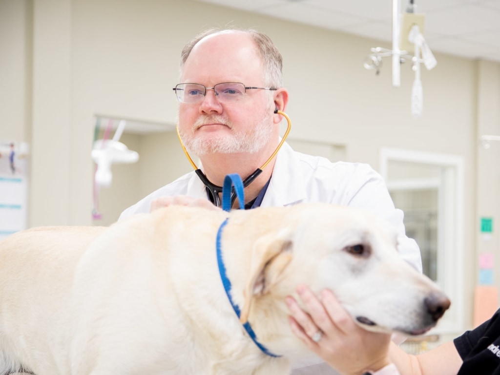 Urgent Vet Care Clinic in Holbrook | Brijon Veterinary