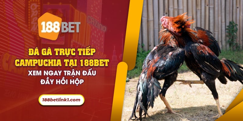 Đá gà trực tiếp Campuchia tại 188Bet: Kịch tính từng giây