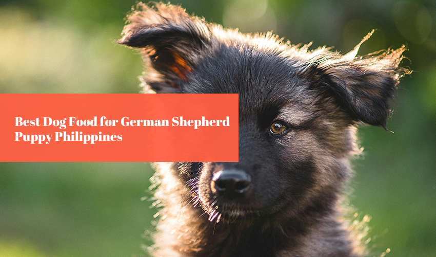 Searchhttps://www.enfoon.com/best-dog-food-for-german-shepherd-puppy-philippines-step-by-step-guide/