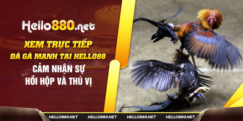 Xem trực tiếp đá gà mạnh tại Hello88: Cảm nhận sự hồi hộp và thú vị - Hello88