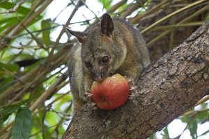 Possum Removal Melbourne, Possum Pest Control Melbourne