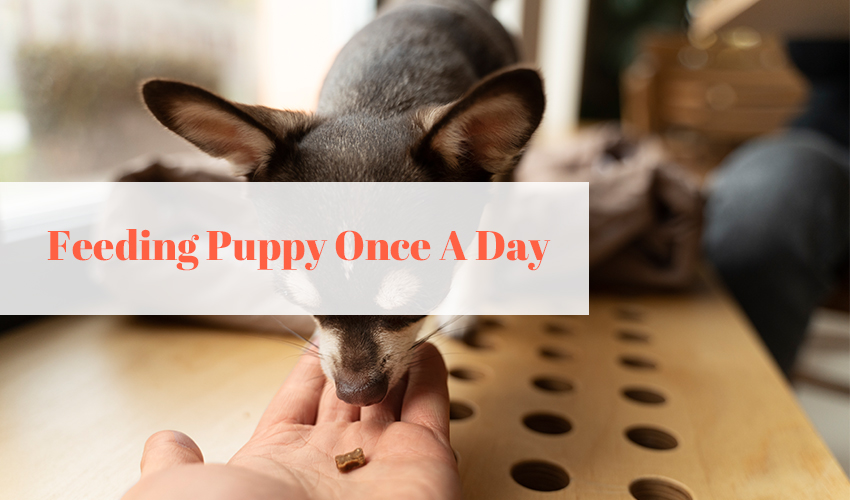 Feeding Puppy Once A Day: Is It a Good Idea?