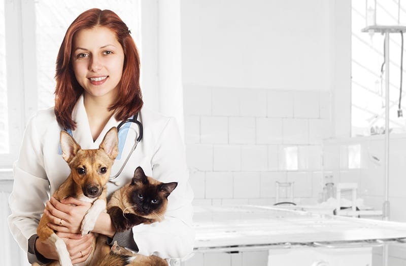 Why 24-Hour Animal Clinics Are Essential for Your Pet's Health