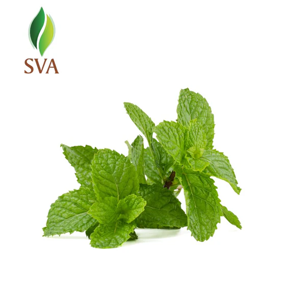 Discover Bulk Peppermint Oil at Competitive Prices from Top-Rated Wholesalers – SVA Organics