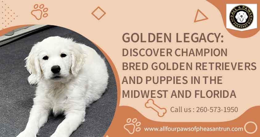 Champion-Bred Golden Retrievers: Midwest & Florida Puppies Available - All Four Paws