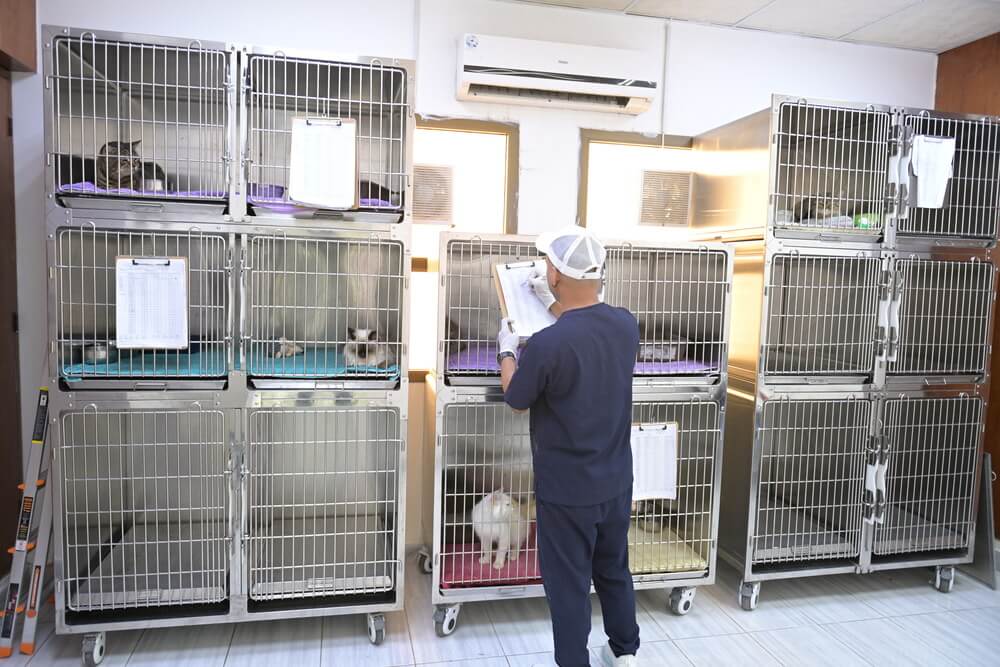 TNR Service & Best TNR Vets in Abu Dhabi | Canadian VC