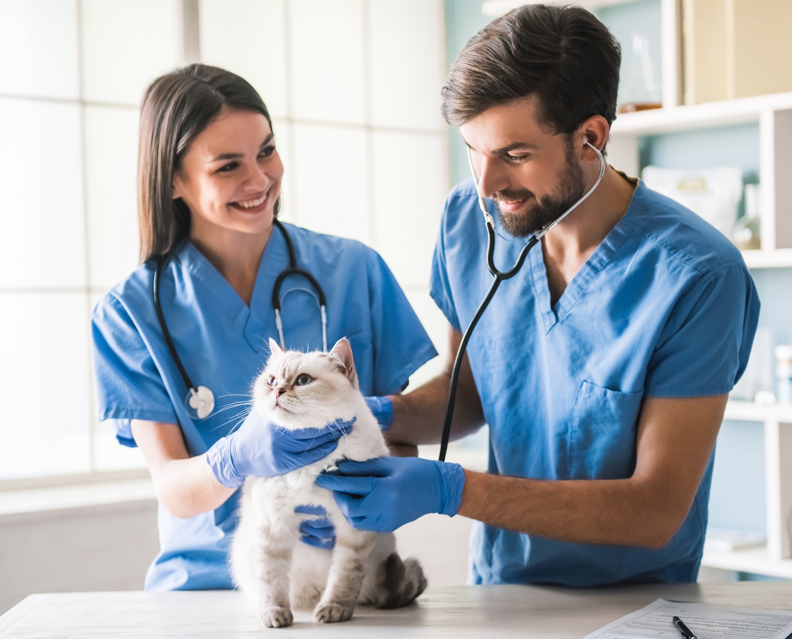 Serving Braintree: Expert Veterinary Care in Hanover, MA