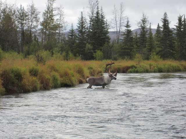 Caribou Hunting Alaska - Alaska Bush Adventures