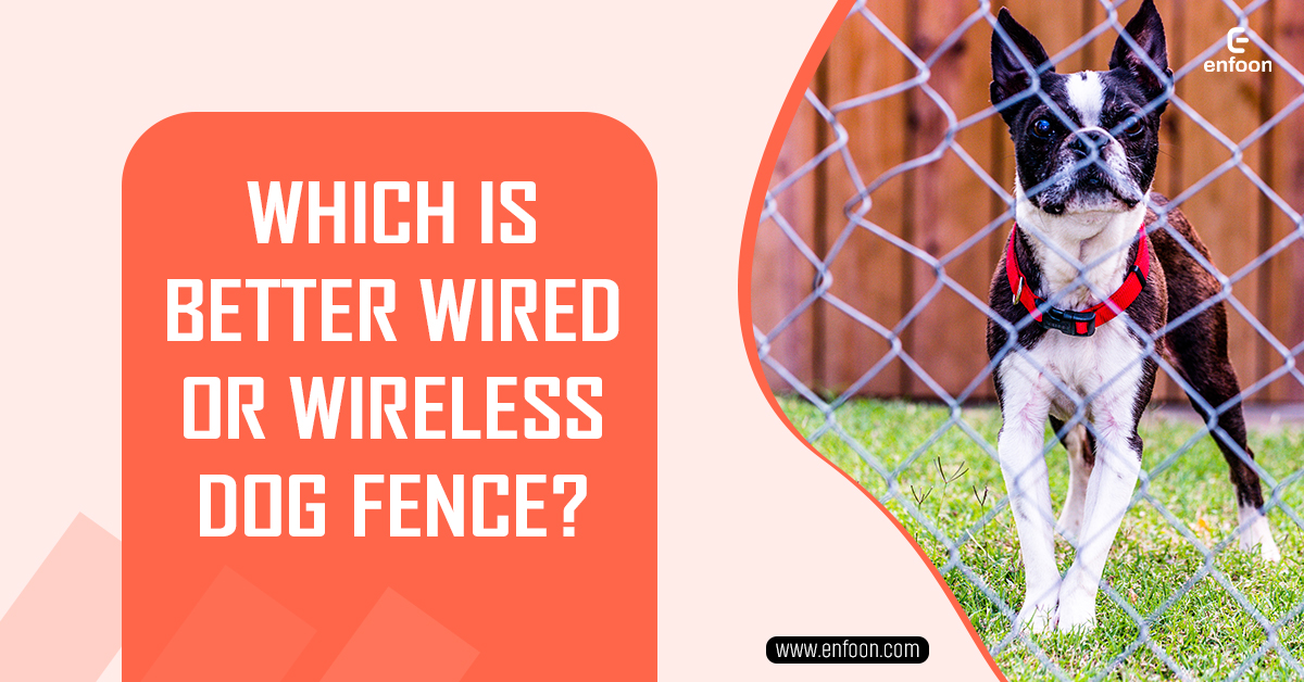 Which Is Better Wired Or Wireless Dog Fence? Best Guide 2024