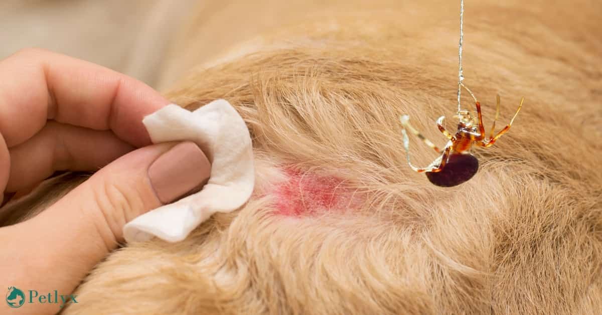 Spider Bite on Dog: What You Should Know?