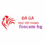 Đá Gà Trực Tiếp Thomo Hôm Nay