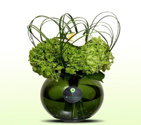 Best Indoor Plants in Dubai | Buy Indoor Plants Online