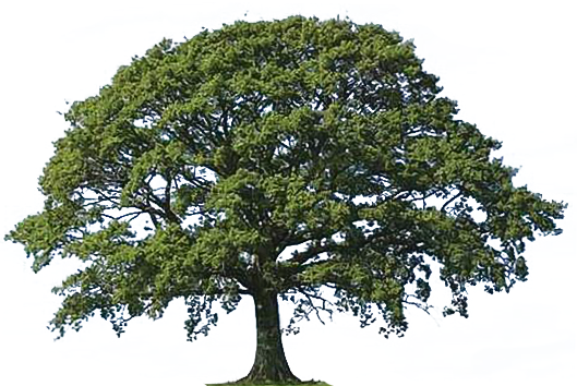 Bay Cities Tree Preservation | Expert Tree Care & Services